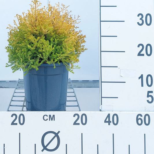 25 tot 30 cm hoog, pot 3 liter