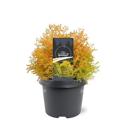 25 tot 30 cm hoog, pot 3 liter