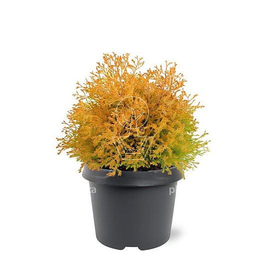 25 tot 30 cm hoog, pot 3 liter