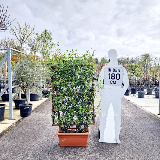 laagstam leiboom, rek (BxH) 70 x 120 cm