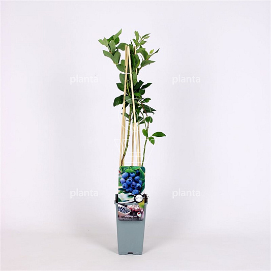 50 tot 60 cm hoog, pot 2 liter