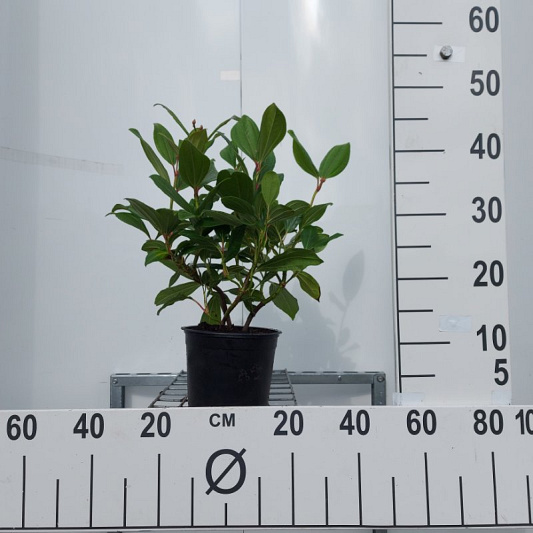 20 tot 25 cm hoog, pot 2 liter