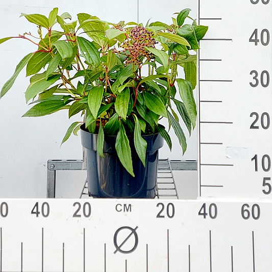 40 tot 50 cm hoog, pot 5 liter