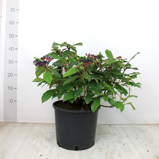 50 tot 60 cm hoog, pot 12 liter