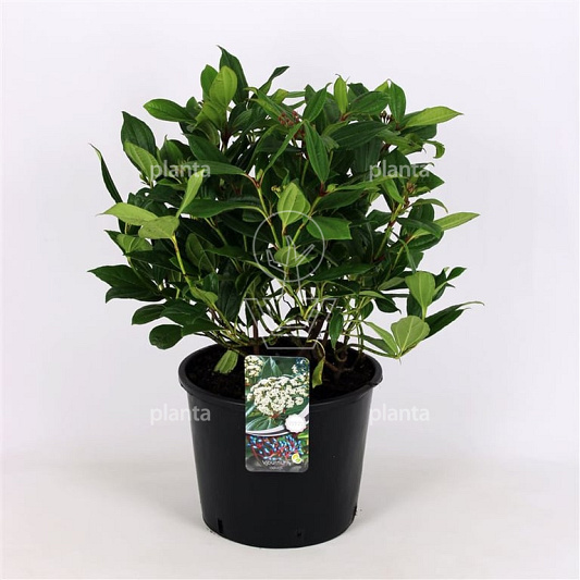 50 tot 60 cm hoog, pot 12 liter