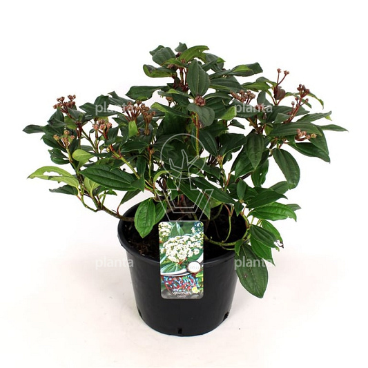 50 tot 60 cm hoog, pot 12 liter