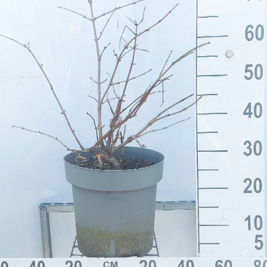 60 tot 80 cm hoog, pot 12 liter