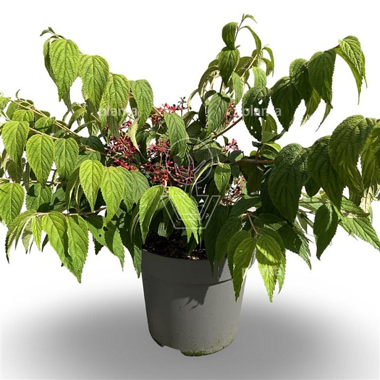 60 tot 80 cm hoog, pot 12 liter