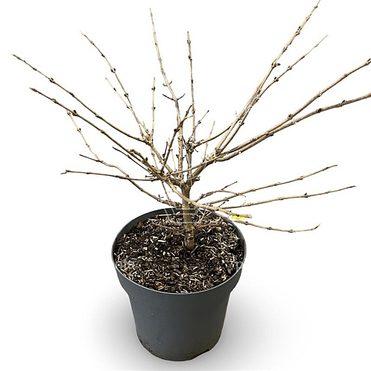 60 tot 80 cm hoog, pot 12 liter