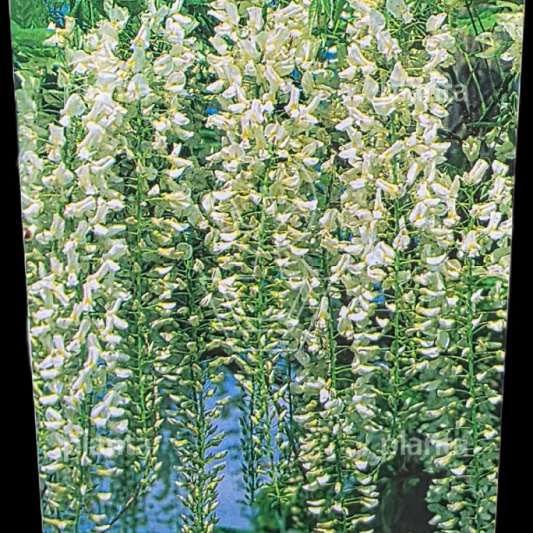 175 tot 200 cm hoog, gestokt, pot 3 liter