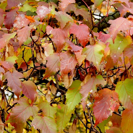 Acer tataricum ginnala