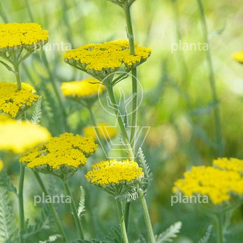 Achillea 'Coronation Gold'