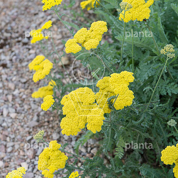 Achillea 'Moonshine'