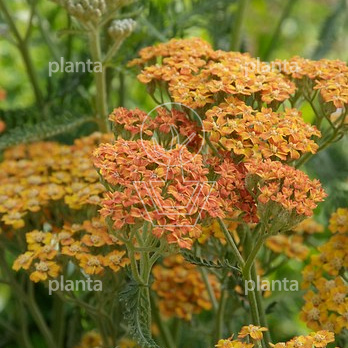 Achillea 'Terracotta'