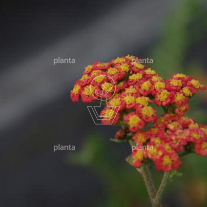 Achillea 'Walther Funcke'