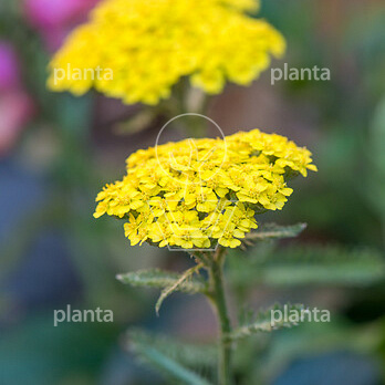Achillea filipendulina 'Cloth of Gold'