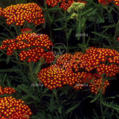 Achillea millefolium 'Paprika'