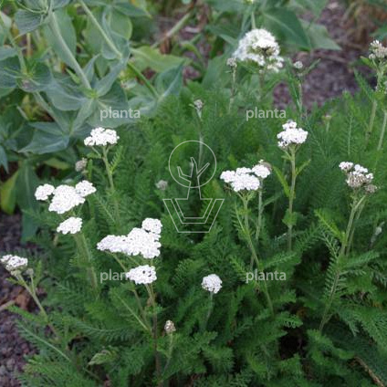 Achillea millefolium 'White Beauty'