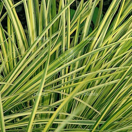 Acorus gramineus 'Ogon'