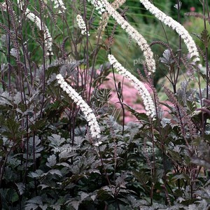 Actaea simplex 'Atropurpurea'