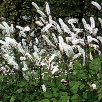 Actaea simplex 'White Pearl'