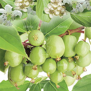 Actinidia arguta 'Issai'