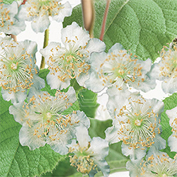 Actinidia deliciosa 'Atlas'