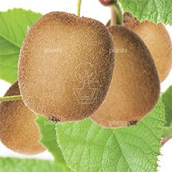 Actinidia deliciosa 'Hayward'
