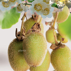 Actinidia deliciosa 'Jenny'