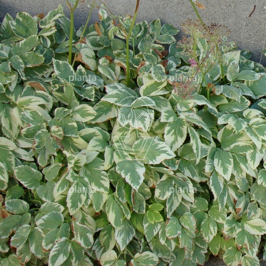 Aegopodium podagraria 'Variegatum'
