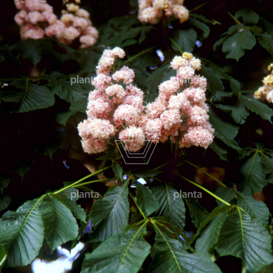 Aesculus hippocastanum 'Baumannii'