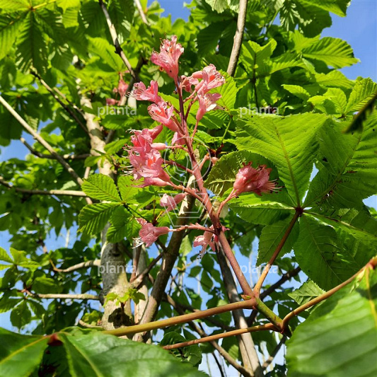 Aesculus hippocastanum 'Baumannii'