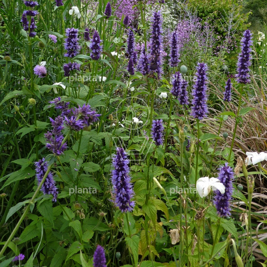 Agastache 'Black Adder'