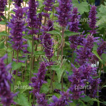 Agastache 'Blue Boa'