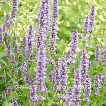 Agastache 'Blue Fortune'