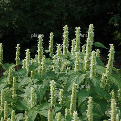 Agastache rugosa 'Alabaster'