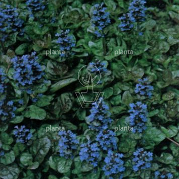Ajuga reptans