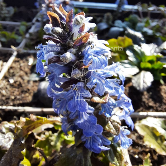 Ajuga reptans