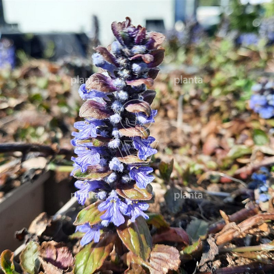 Ajuga reptans 'Atropurpurea'