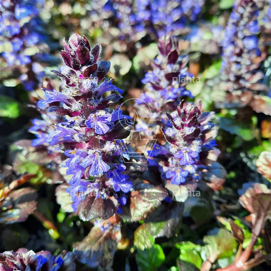 Ajuga reptans 'Black Scallop'