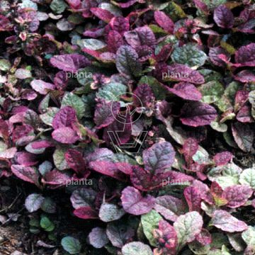 Ajuga reptans 'Burgundy Glow'