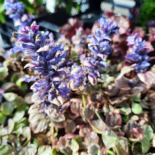Ajuga reptans 'Burgundy Glow'