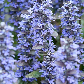 Ajuga reptans 'Catlin's Giant'