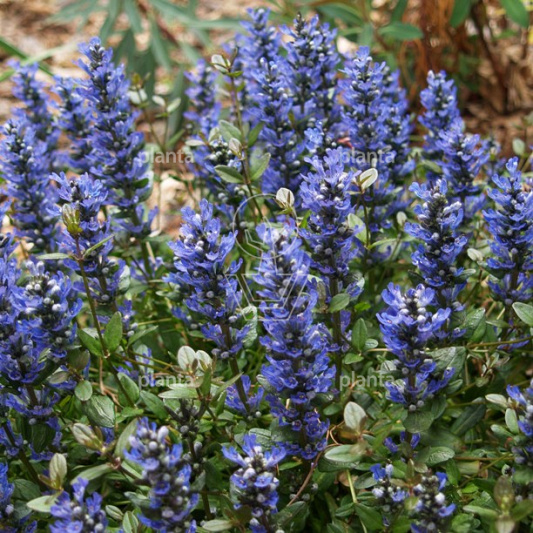 Ajuga reptans 'Chocolate Chip'