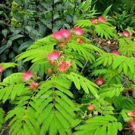 Albizia julibrissin 'Ombrella'