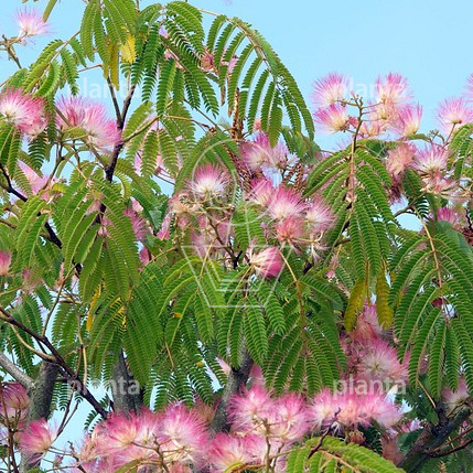 Albizia julibrissin