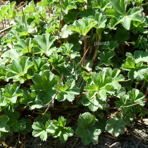 Alchemilla erythropoda