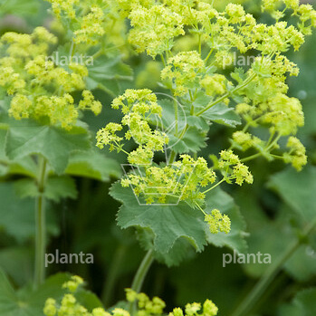 Alchemilla mollis