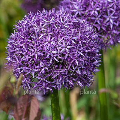 Allium 'Globemaster'