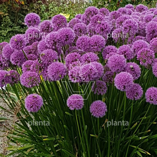 Allium 'Millennium'